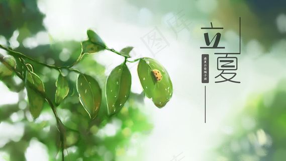 24节气之立夏 七星瓢虫 万物繁茂 树叶