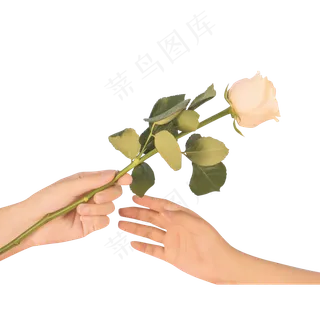 七夕情人节花朵