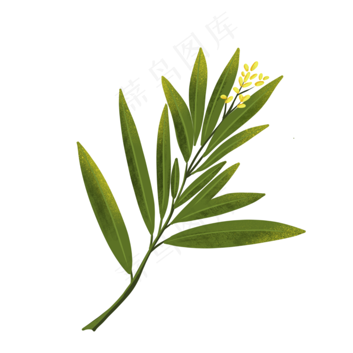 绿色的夹竹桃树叶插画