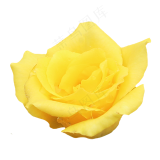 黄色玫瑰花