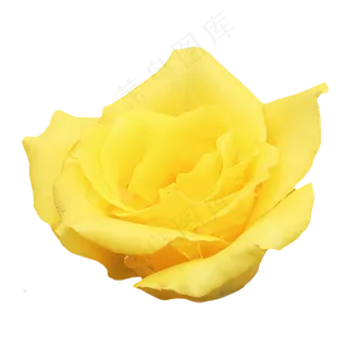 黄色玫瑰花