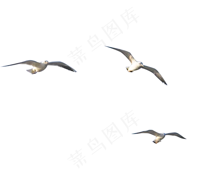 一群空中飞翔的海鸟海鸥,免抠元素(1282*1056px 72 dpi )psd模版下载
