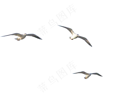一群空中飞翔的海鸟海鸥,免抠元素