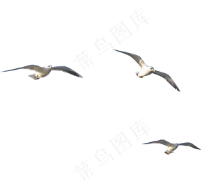 一群空中飞翔的海鸟海鸥,免抠元素