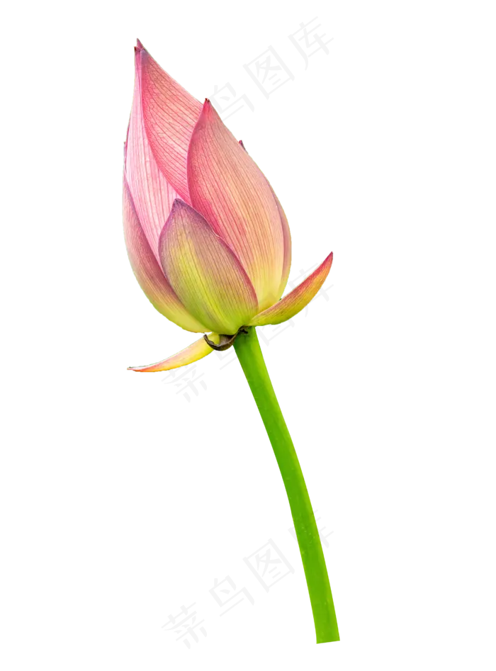 粉色花苞绿植花卉(3000X4500(DPI:300))