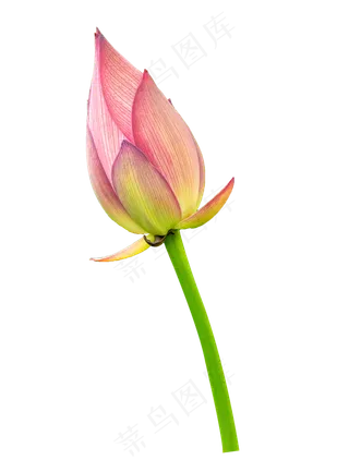 粉色花苞绿植花卉