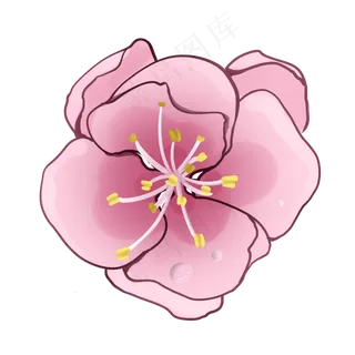 一朵粉嘟嘟的桃花插图