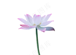 夏日荷花