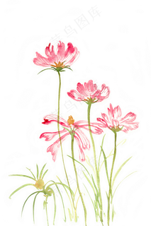 水彩画摇曳的粉色花