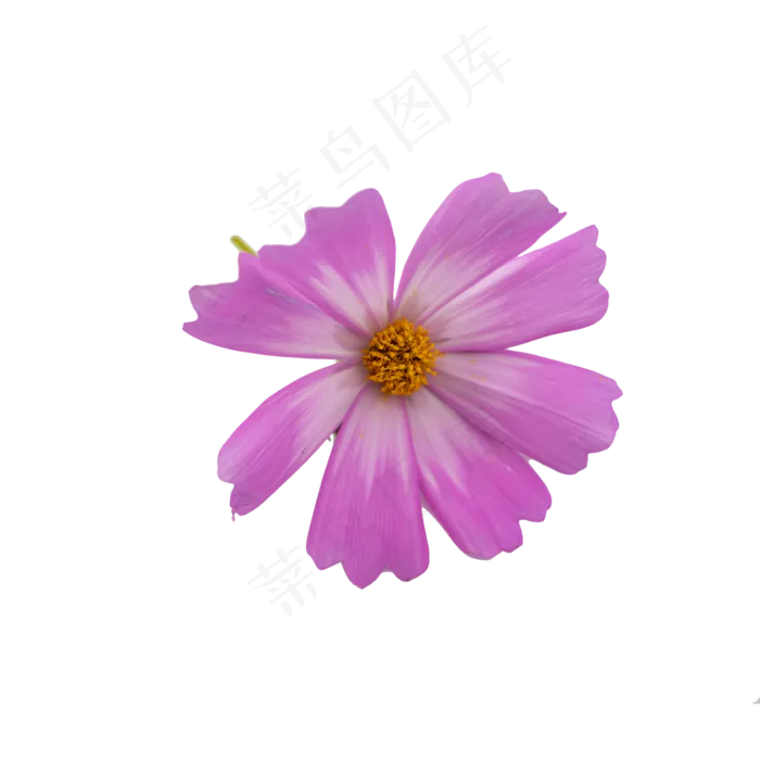 格桑花波斯菊花朵摄影实物
