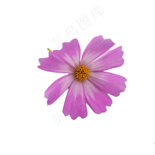 格桑花波斯菊花朵摄影实物