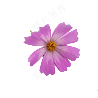 格桑花波斯菊花朵摄影实物