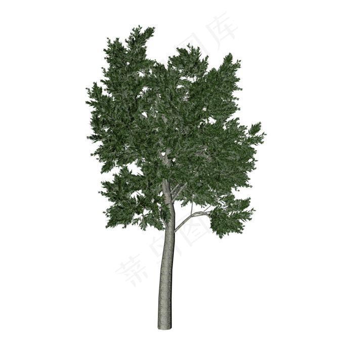 桦树植物,免抠元素