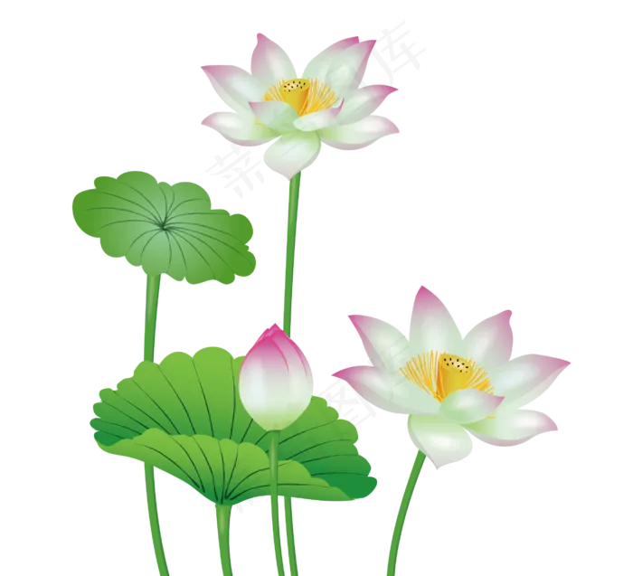 手绘盛开的荷花矢量免抠图,免抠元素(2850*2594px)ai矢量模版下载