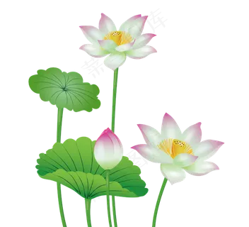 手绘盛开的荷花矢量免抠图,免抠元素