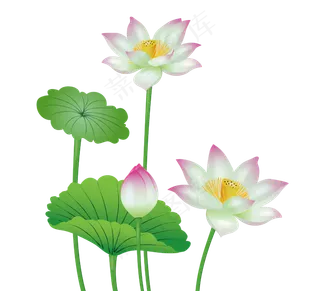 手绘盛开的荷花矢量免抠图,免抠元素