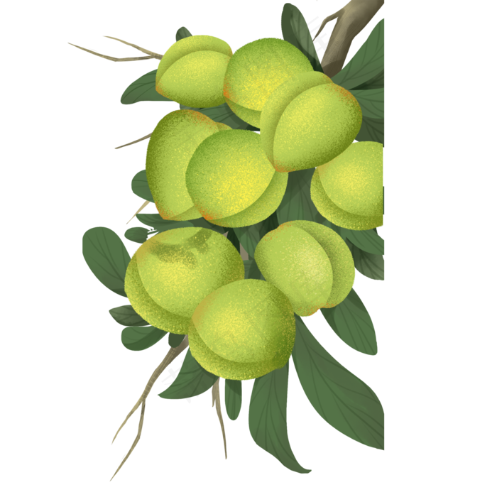 芒种青梅(2000X2000(DPI:300))psd模版下载