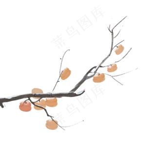 冬天柿子丰收大丰收