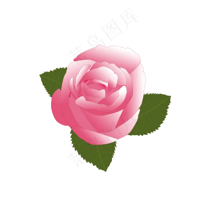 粉色玫瑰花朵玫瑰花元素(2000X2000(DPI:300))psd模版下载