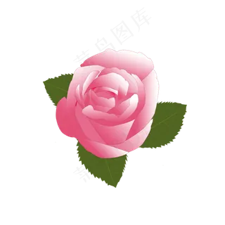 粉色玫瑰花朵玫瑰花元素