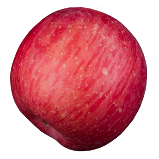 实拍果林果树一个水果