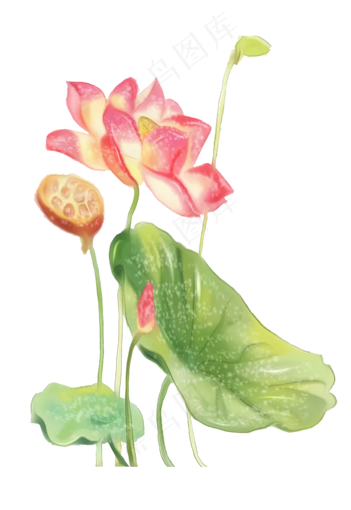 荷花盛开红色矢量(2066X3000(DPI:300))psd模版下载