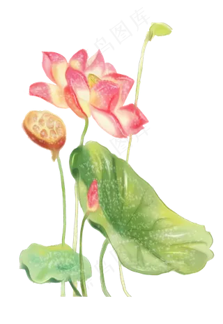 荷花盛开红色矢量