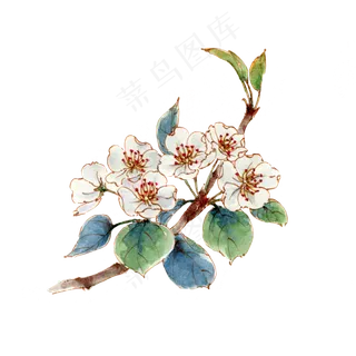 手绘白色苹果花 手绘白色苹果花