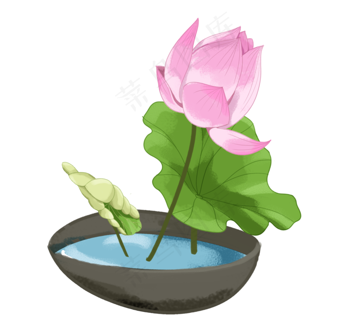 花朵荷花莲花