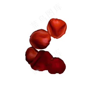 玫瑰花瓣实拍（png免抠）