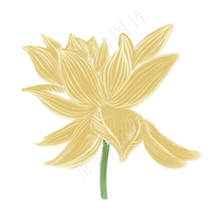 黄色花朵线性荷花绘画