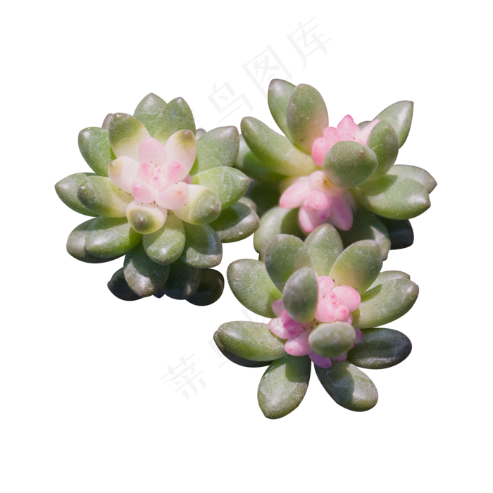 可爱粉绿色多肉植物,免抠元素