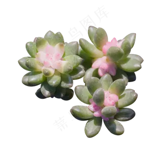 可爱粉绿色多肉植物,免抠元素