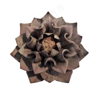 仿真干荷花png图