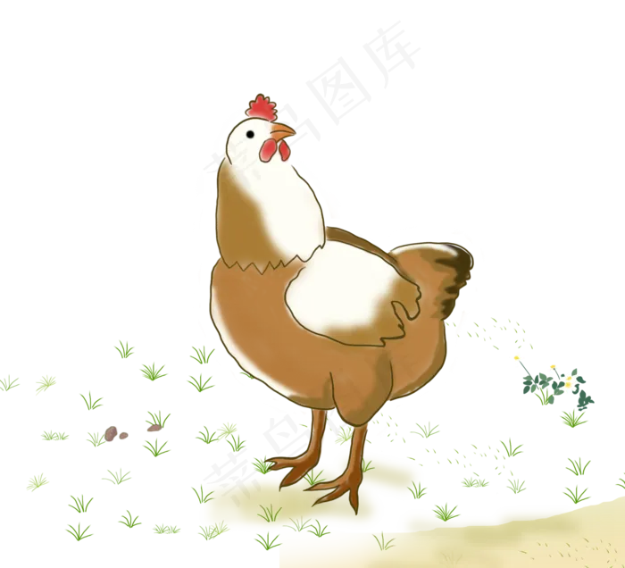 草地上玩耍的母鸡