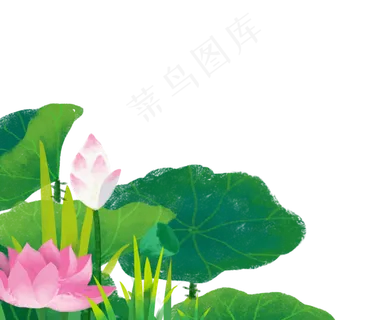 美丽的荷花夏天