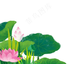 美丽的荷花夏天