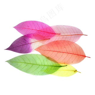 彩色的树叶