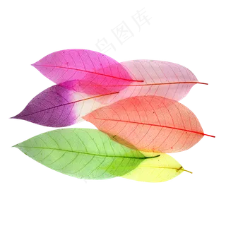 彩色的树叶