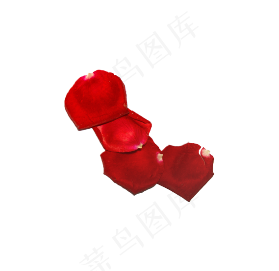 玫瑰花瓣实拍（png免抠）