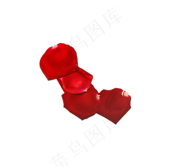 玫瑰花瓣实拍（png免抠）(569X554(DPI:72))psd模版下载