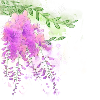 水彩紫色花藤