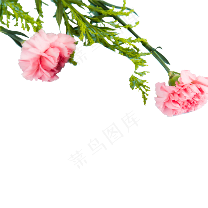 红色的花朵和叶子免抠图