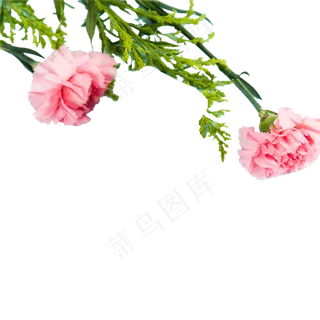 红色的花朵和叶子免抠图