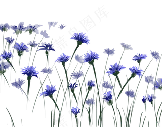 春天美丽的花梅