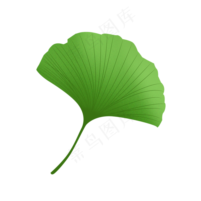 绿色银杏叶,免抠元素