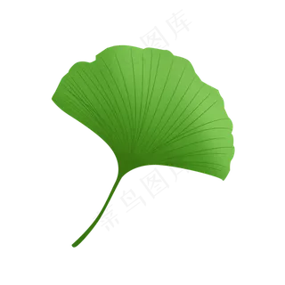 绿色银杏叶,免抠元素