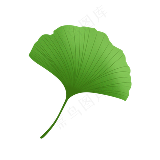 绿色银杏叶,免抠元素