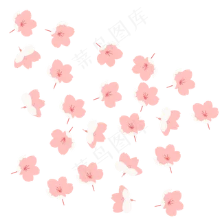 粉色樱花节樱花盛开