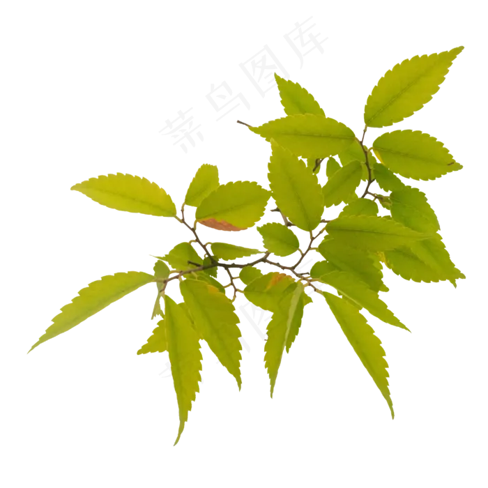 黄色漂亮树枝(2000X2000(DPI:300))